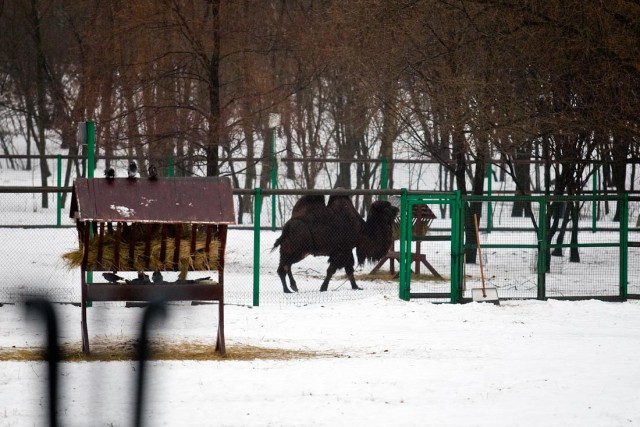 Слухи о погибающем верблюде на Рузской