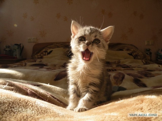 Котовторник 15.02.2011