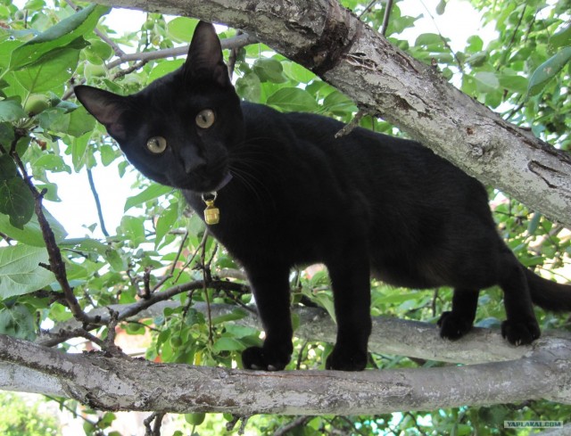 Котовторник, для любителей кошек