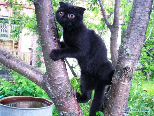 Котовторник 06.09.11