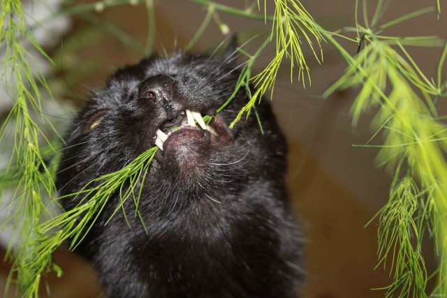 Котовторник (10.01.2012)