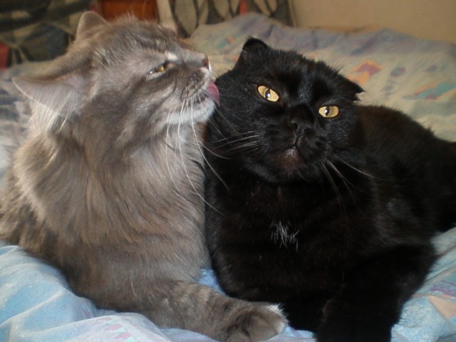 Котовторник 1 мая 2012
