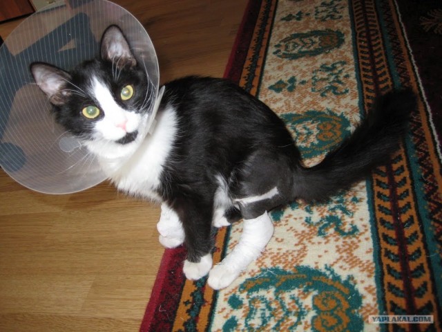 Котовторник на 26.06.12
