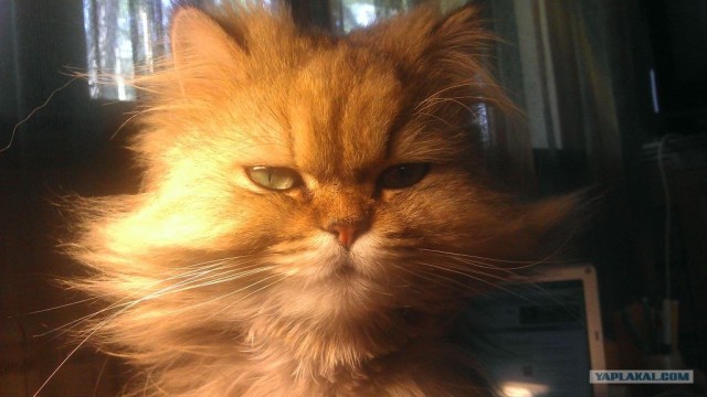 Котовторник 10. 07. 2012