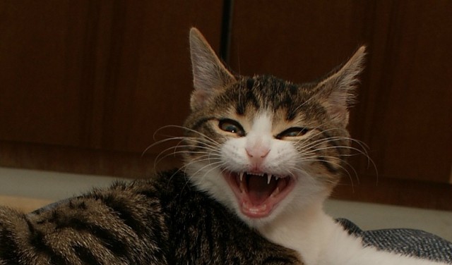 Котовторник 07.08.2012