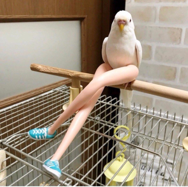 Милые животные. Мимиметр сломался