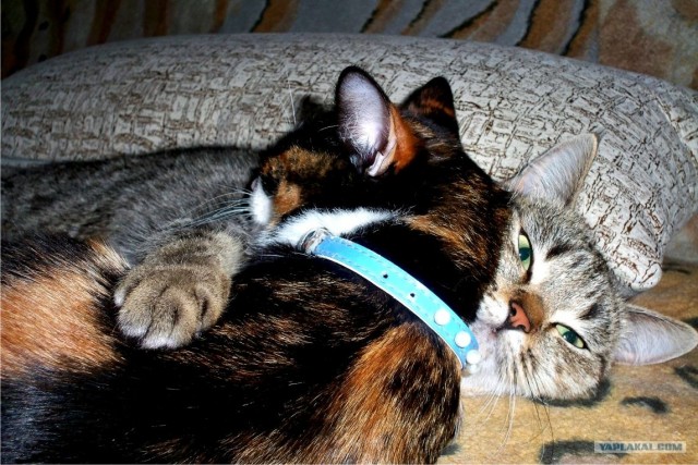 Котовторник  16.10.12