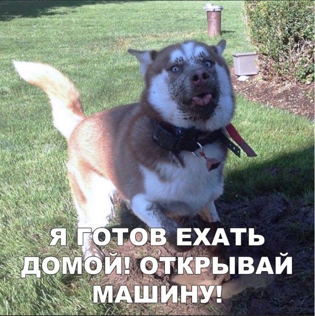 Милые животные. Мимиметр сломался