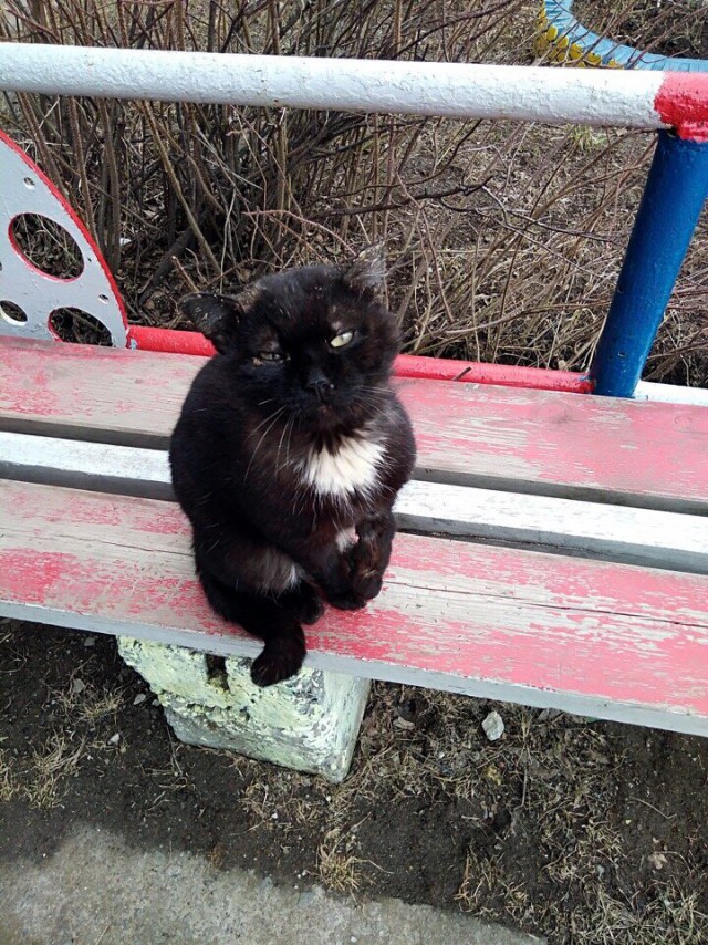 Прикольных котов пост