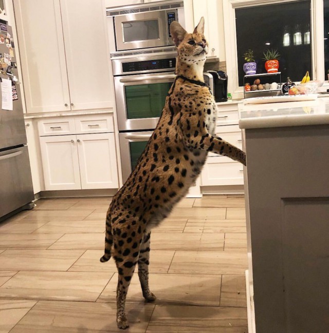 Дикий котовторник