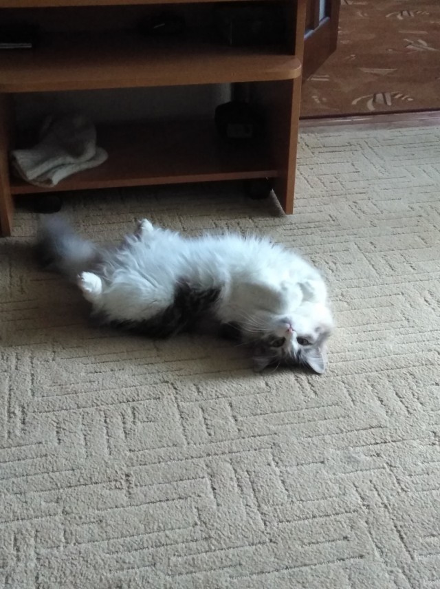 Забавные фото котеек