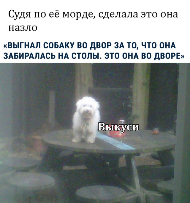 Прикольные комментарии и высказывания из Сети