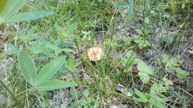 Мои первые грибы 2019)