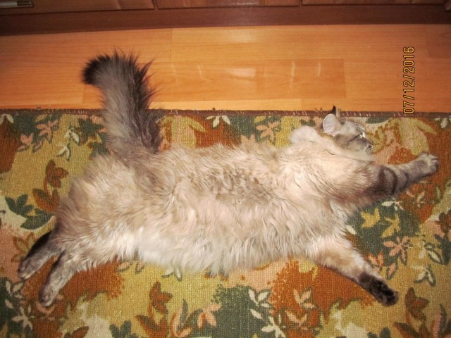Забавные фото котеек
