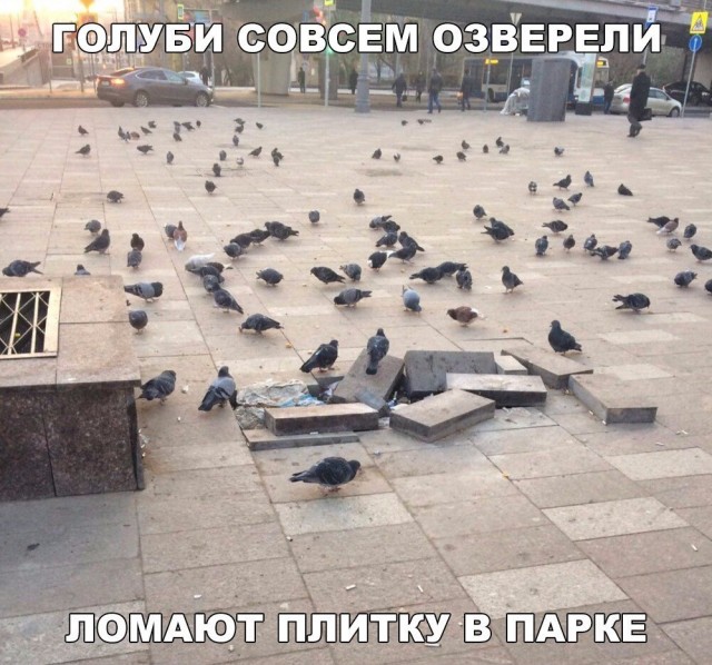 Так себе картинки 10