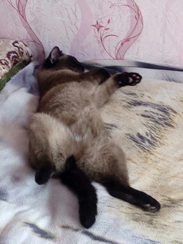 Эти забавные животные