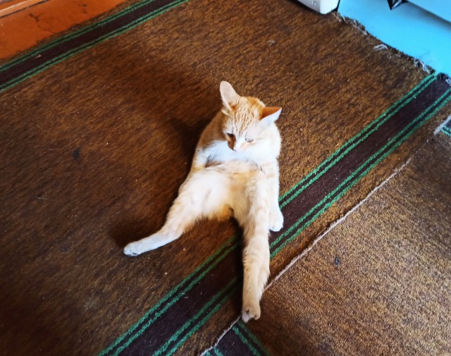 Коты, которые спят где попало и как попало