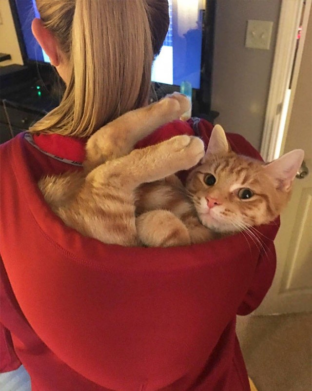 Котовторник. Тара - наше всё!