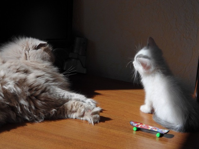 Котейки и солнышко