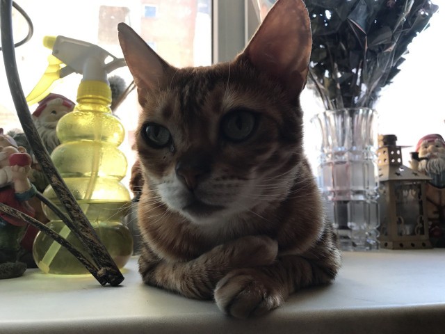 Моя красотка