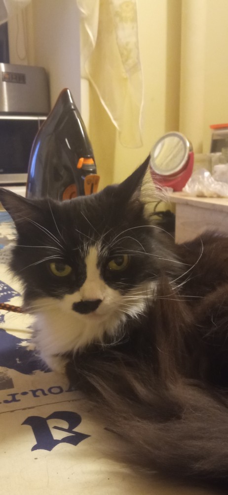 Котовторнику быть!