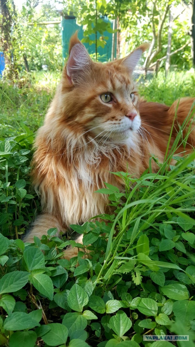 Котовторник же!
