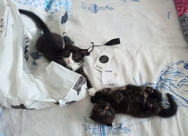 Вторник. Кото-вторник...