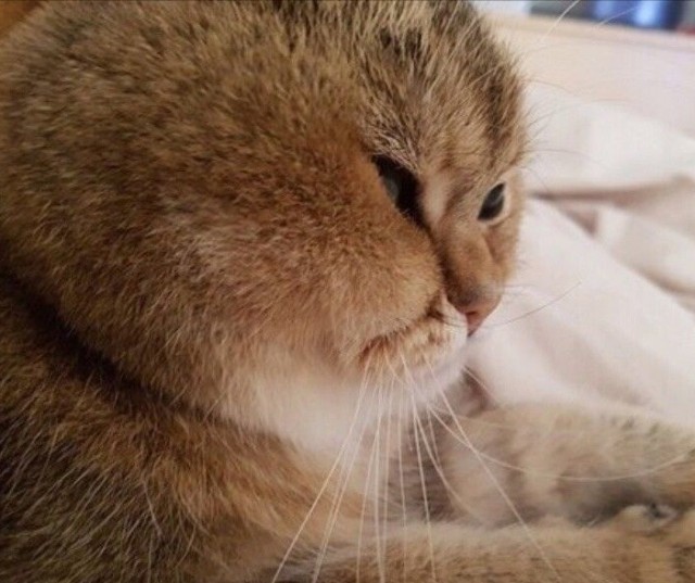 Вторник-кото