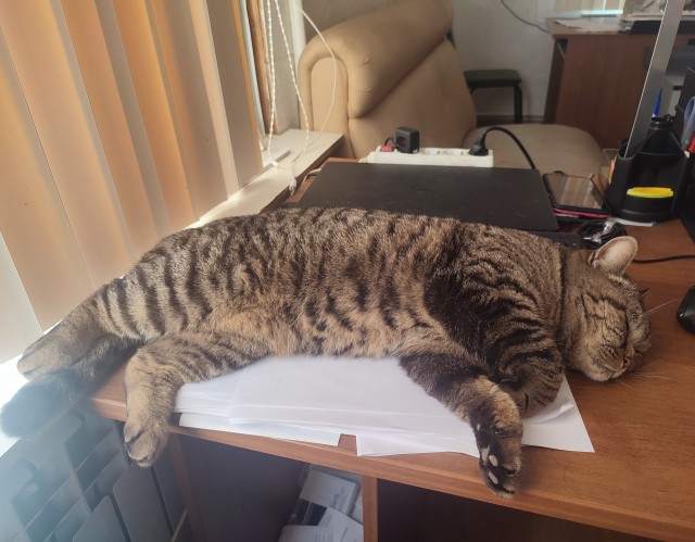 С котовторником!