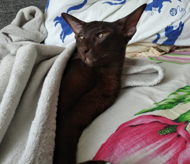 Хоба! Котовторник!