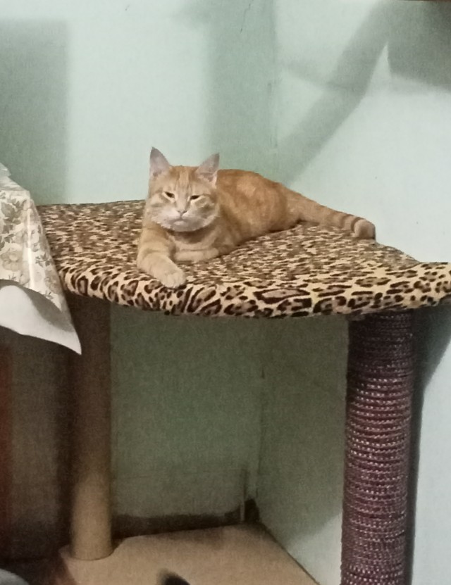 Котовторник (свои добавляем)