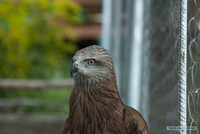 Геленджик 2011