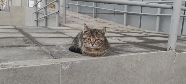 Чудо из под Пятерочки