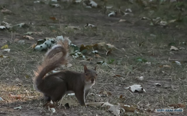 США: Марш-бросок с Востока на Запад