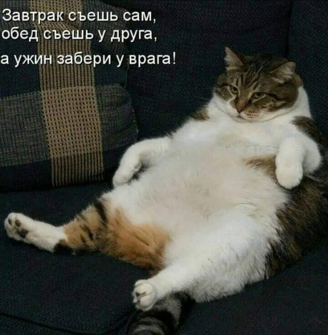 К котофторнику
