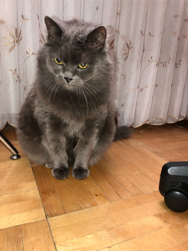 Котовторник 1.11.22