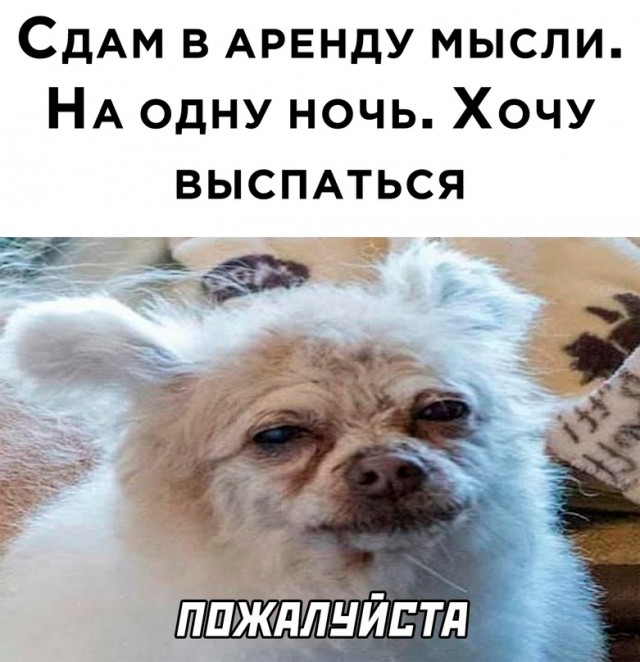 Весёлый полтишок 24.11.22