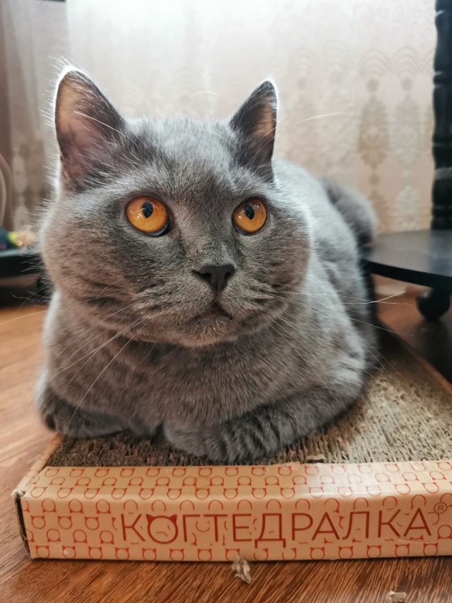 Котодракула