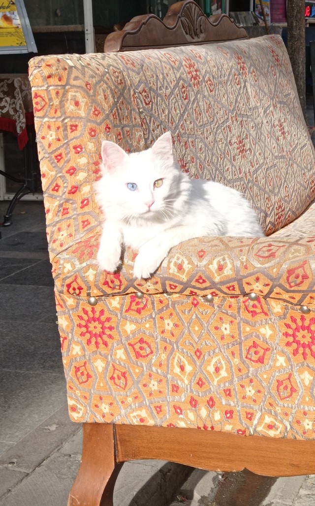 Котики Стамбула