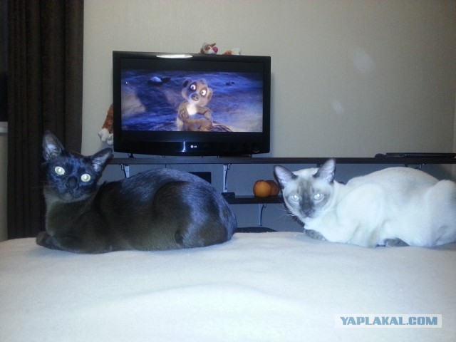 Котовторник 16.04.2013