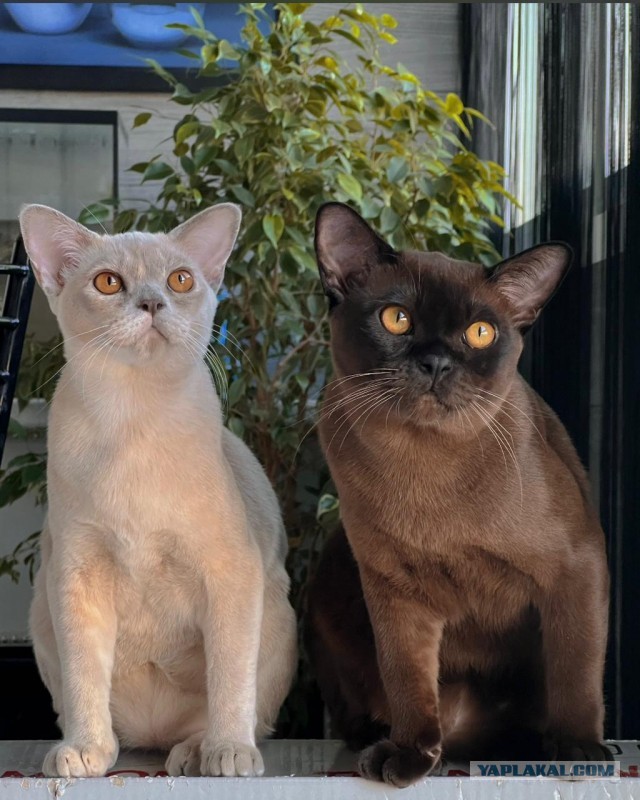 Котя моя. Ну и пусть собакочетверг!