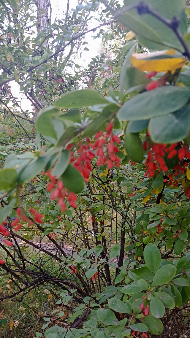Природа. Урал