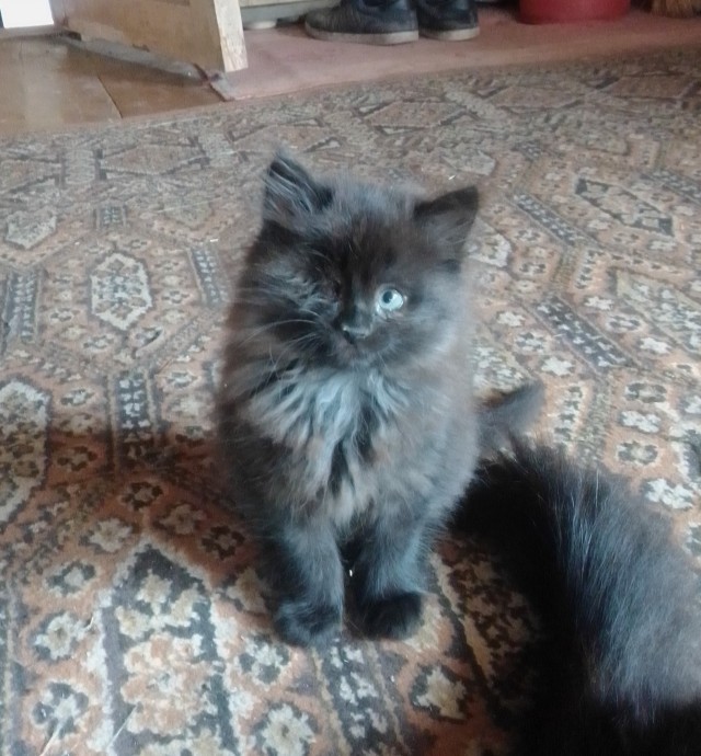 Знакомьтесь, Мишка!