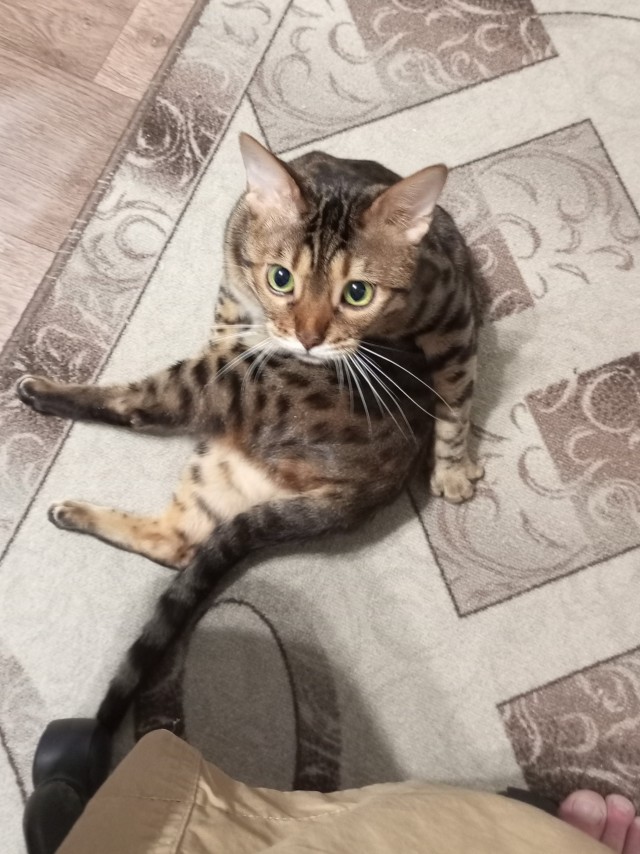 Просто Кот. Или?
