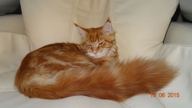 Мой котяра