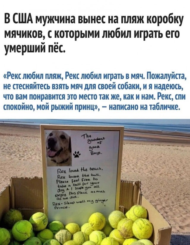 Собаки из истории в картинках