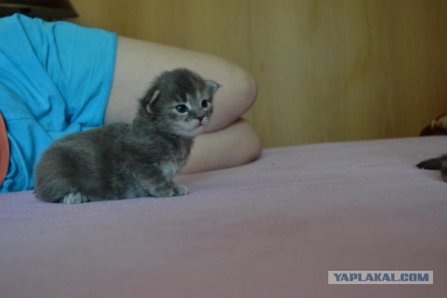 Котовторник 21.05.2013