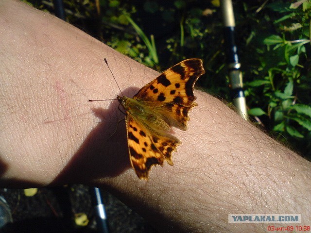 Циничный мангал