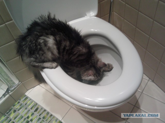 О бенгальских котах на наглядном примере