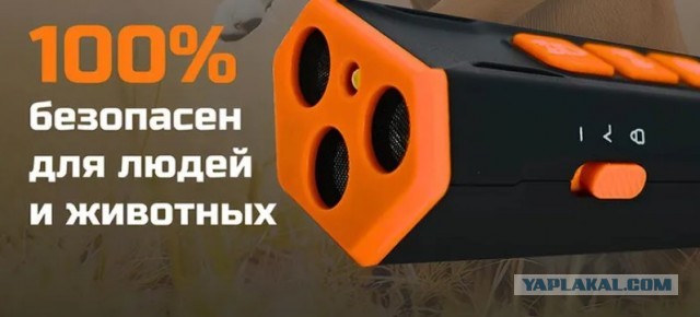 Что я узнал за несколько лет наблюдения за собачниками